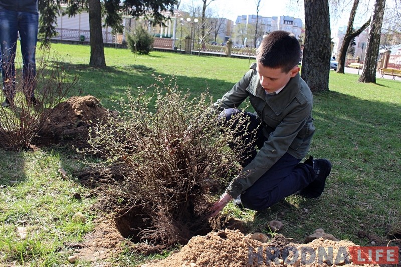 Унук Наталлі Канюк Яўген высаджвае новы хмызняк ў батанічным садзе