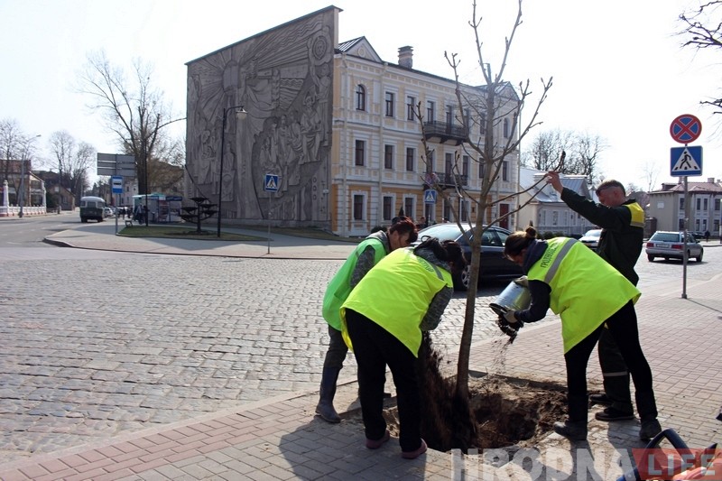 В Гродно планируют весенние посадки: высадят 2500 деревьев и 1600 кустарников