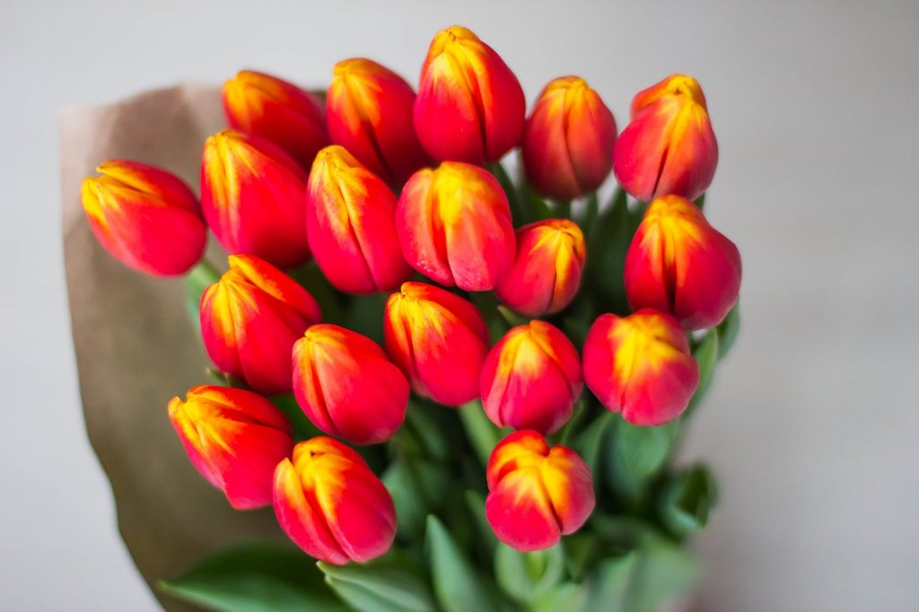 Цюльпаны - традыцыйны падарунак на 8 сакавіка