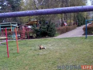 Ліса з Румлёўскага парку пачала прыходзіць у дзіцячы сад Ліса з Румлёўскага парку пачала прыходзіць у дзіцячы сад