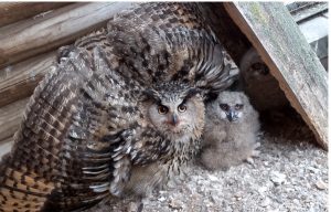 Займальнае відэа: У Гродзенскім заапарку філіны ўпершыню вывелі птушанятак