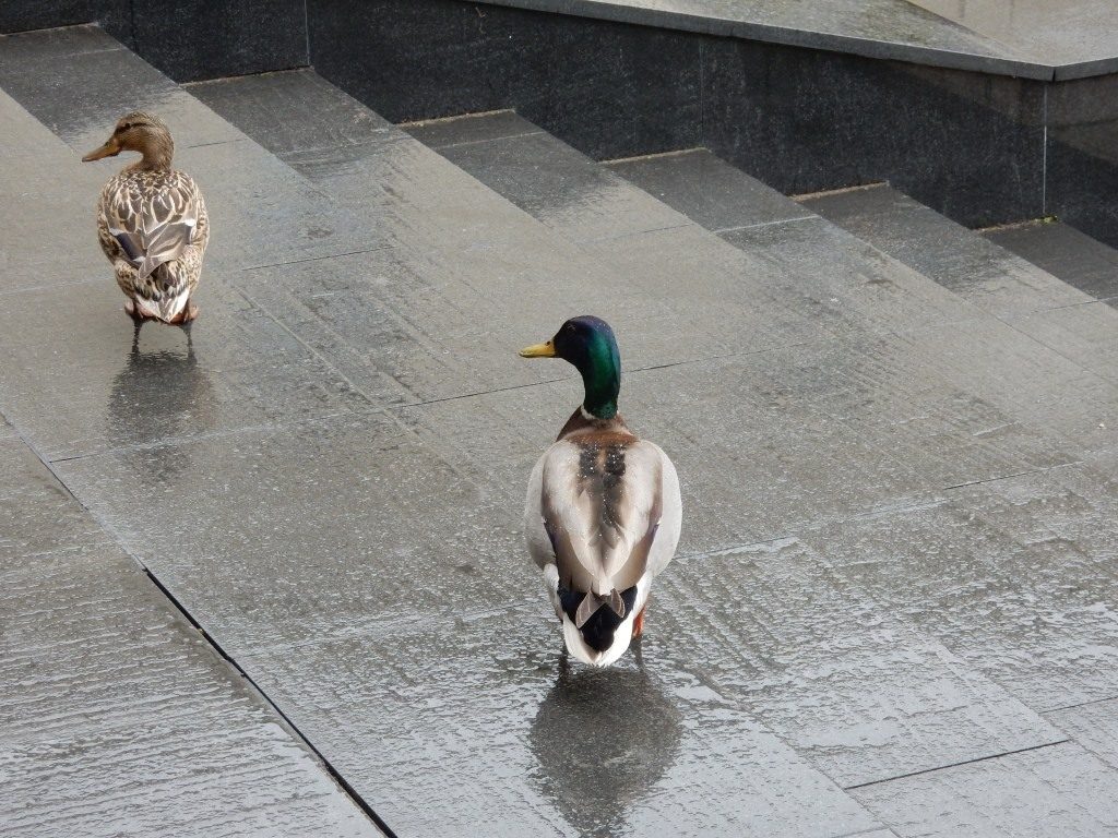 У Новы замак прыйшлі качкі-турысткі У Новы замак прыйшлі качкі-турысткі