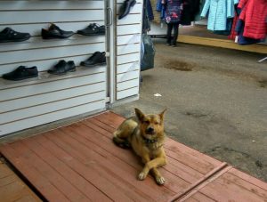 Куды знікаюць жывёлы з вуліц? Гродзенцы падазраюць камунальнікаў у незаконных забойствах