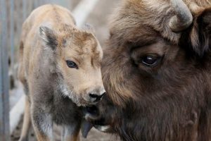 Займальнае відэа: У Гродзенскім заапарку філіны ўпершыню вывелі птушанятак Займальнае відэа: У Гродзенскім заапарку філіны ўпершыню вывелі птушанятак