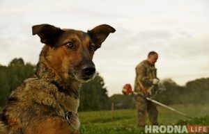 Ці з'явіцца пляцоўка для сабак на Дзевятоўцы? Жыхары раёна гатовы ёй заняцца Ці з'явіцца пляцоўка для сабак на Дзевятоўцы? Жыхары раёна гатовы ёй заняцца