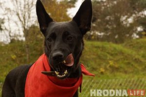 “Не забаўка і не дзіця”. Як выхаваць сабаку-кампаньёна на карысць сабе і людзям “Не забаўка і не дзіця”. Як выхаваць сабаку-кампаньёна на карысць сабе і людзям