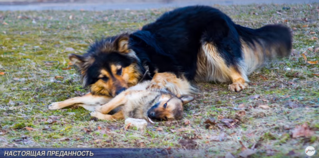У Лідзе сабака некалькі сутак спрабаваў "рэанімаваць" загінулую суродзічку У Лідзе сабака некалькі сутак спрабаваў "рэанімаваць" загінулую суродзічку