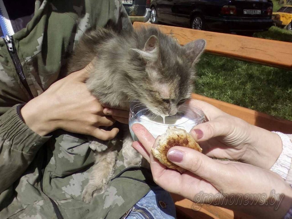 У Гродне супрацоўнікі МНС выратавалі ката, які захрас на верхавіне елкі (відэа)