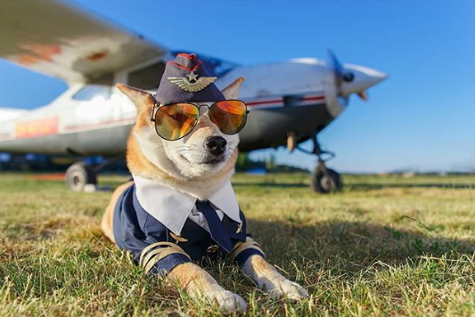 Гродзенскага сабаку Элі прызналі самым абаяльным сабакам-авіятарам у Беларусі