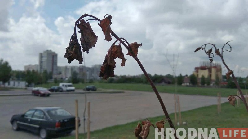 Пасадзілі і забылі. Што сталася з юбілейнай алеяй Ленінскага раёна Пасадзілі і забылі. Што сталася з юбілейнай алеяй Ленінскага раёна