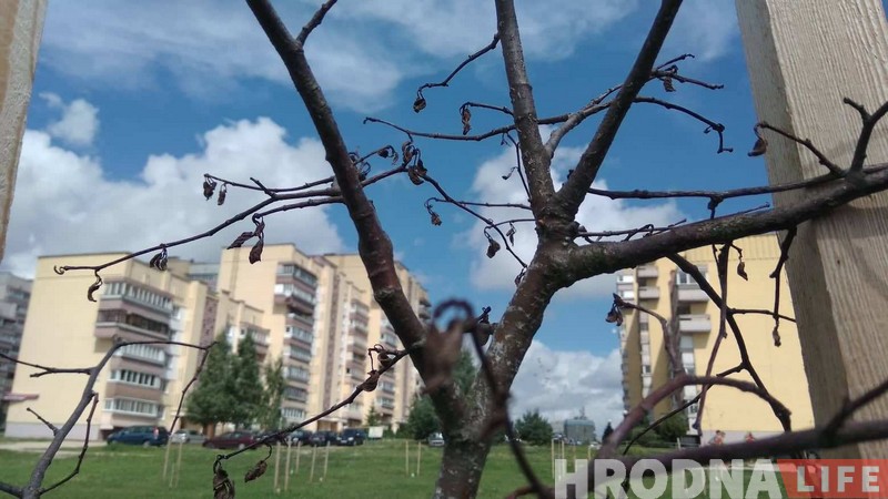 Пасадзілі і забылі. Што сталася з юбілейнай алеяй Ленінскага раёна Пасадзілі і забылі. Што сталася з юбілейнай алеяй Ленінскага раёна
