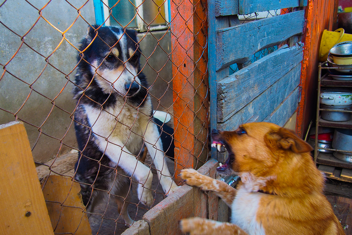 "Собаки интервью не дадут". Фотоистория о жизни приюта для бездомных животных в Гродно