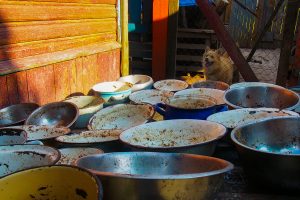 "Сабакі інтэрв'ю не дадуць". Фотагісторыя пра жыццё прытулка для бяздомных жывёлаў у Гродне "Сабакі інтэрв'ю не дадуць". Фотагісторыя пра жыццё прытулка для бяздомных жывёлаў у Гродне