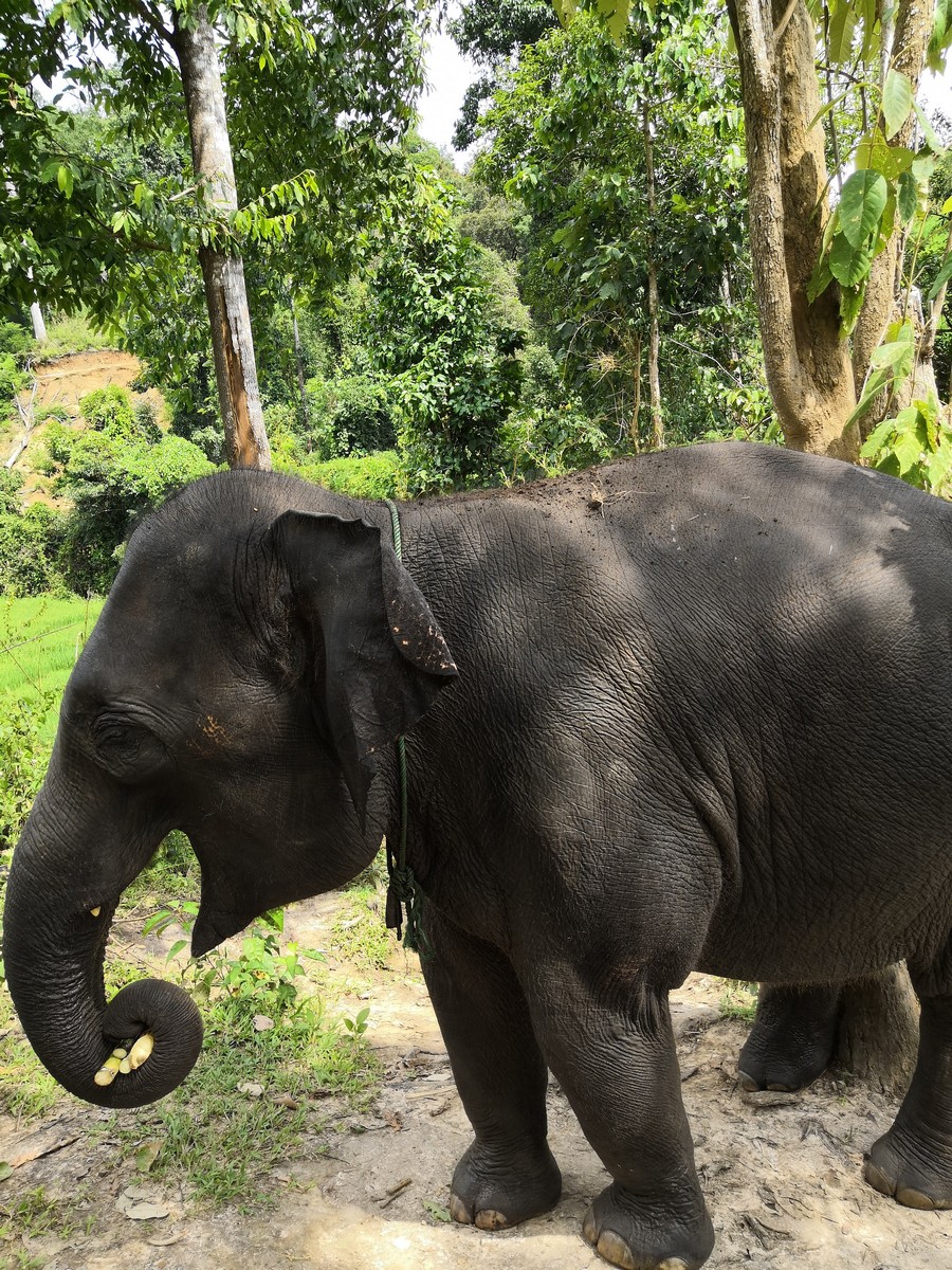 охрана слонов в Тайланде