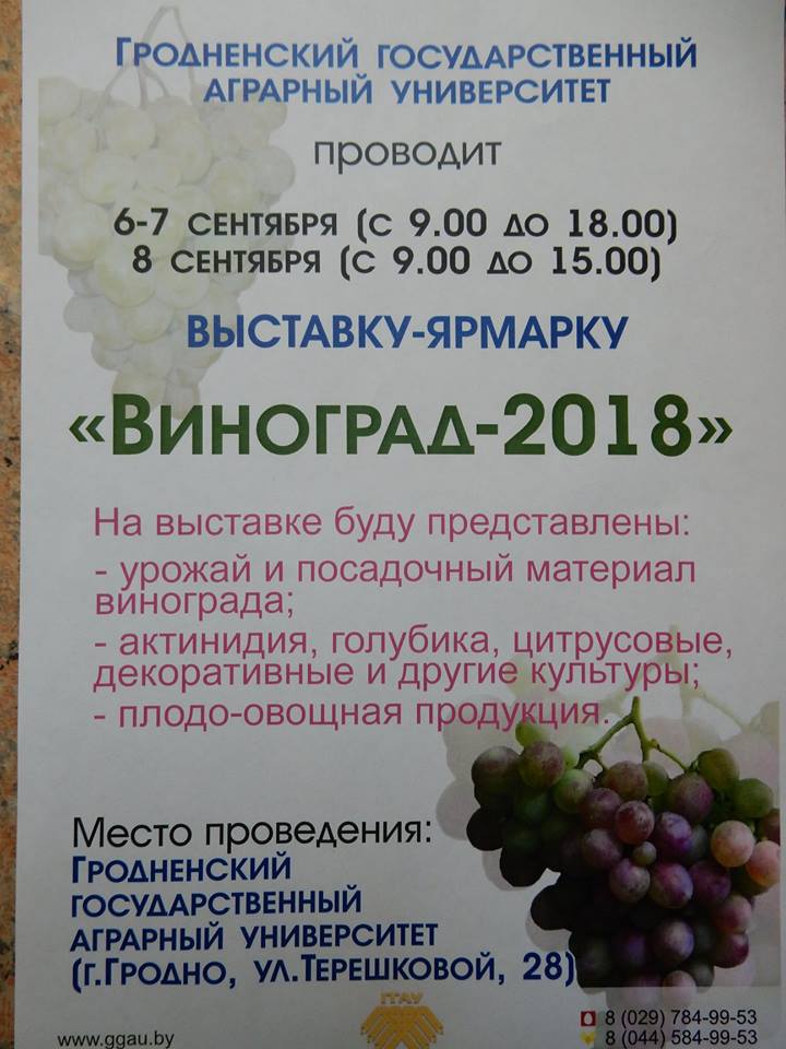 Выстава вінаграду Выстава вінаграду