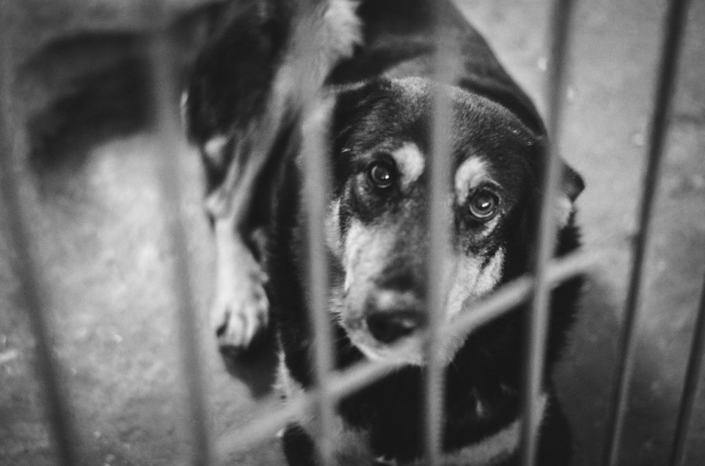 Валанцёры б'юць трывогу: Пункт часовага ўтрымання жывёл у Гродне могуць закрыць. У САГу кажуць, што пра гэта і гаворкі не было Валанцёры б'юць трывогу: Пункт часовага ўтрымання жывёл у Гродне могуць закрыць. У САГу кажуць, што пра гэта і гаворкі не было