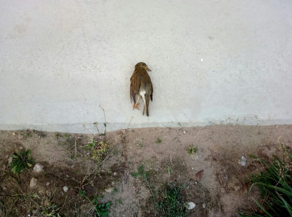 «Птушка была мёртвай». З дзецьмі, якія кідалі птушку аб сцяну, правялі прафілактычную гутарку