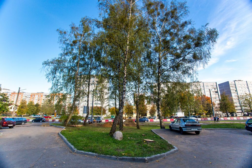 Гора-пашырэнне ў Гродне. Пад шумок спілавалі яшчэ чатыры незапланаваных дрэвы