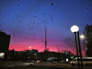 Дзе квітнее Гродна? Месцы для прыгожых фота нанеслі на карту Дзе квітнее Гродна? Месцы для прыгожых фота нанеслі на карту