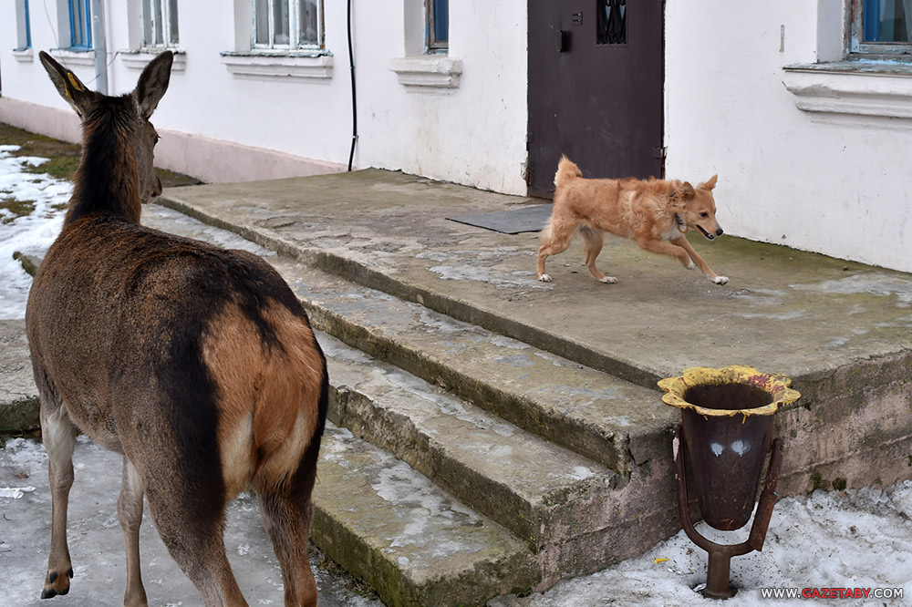 Замілаванне: аляніха прыйшла да людзей пад'есці