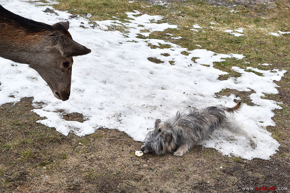 Замілаванне: аляніха прыйшла да людзей пад'есці