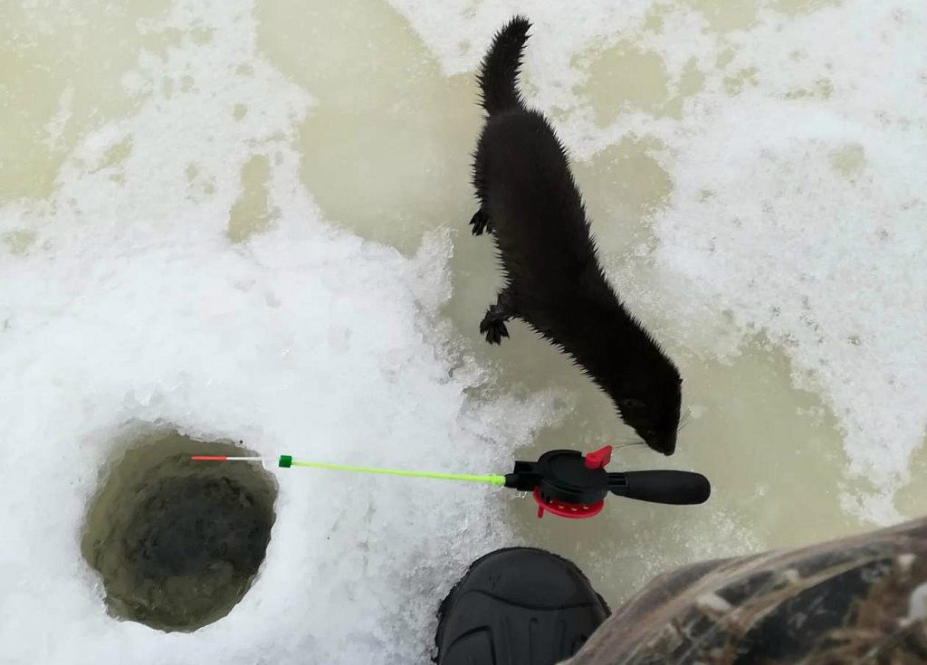 Выдра прыйшла пачаставацца на рыбалку ў Слонімскім раёне Выдра прыйшла пачаставацца на рыбалку ў Слонімскім раёне