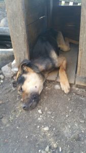 «З пачатку года тут загінула шэсць казуль». На М6 збілі дзікую жывёлу там, дзе скончылася сетка «З пачатку года тут загінула шэсць казуль». На М6 збілі дзікую жывёлу там, дзе скончылася сетка