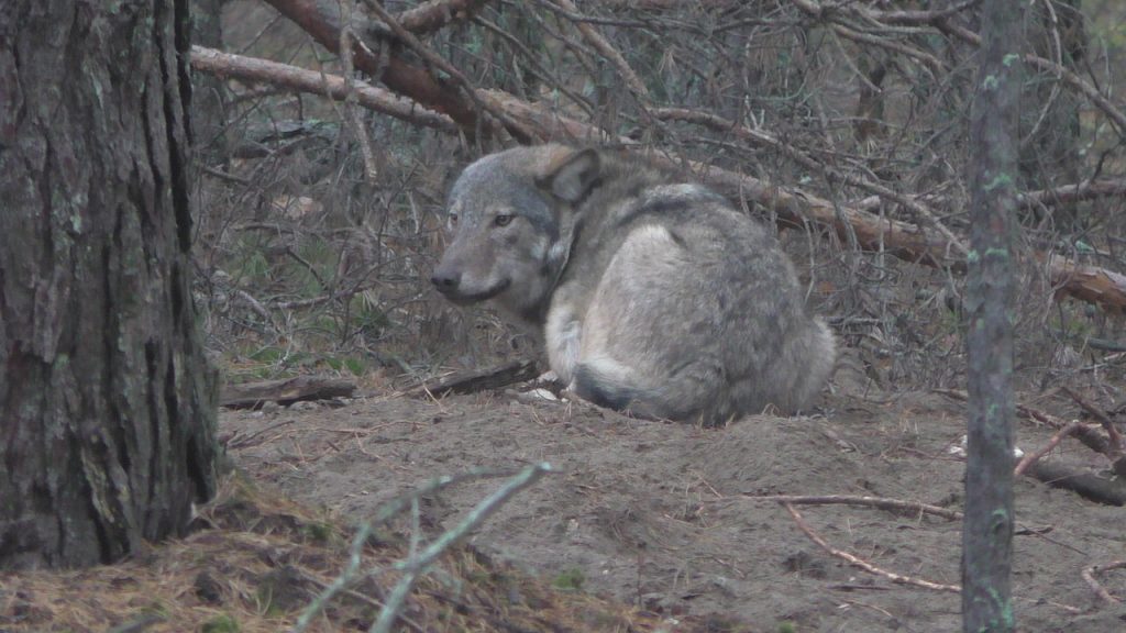 У Беларусі застрэлілі ваўка, якому выбіралі імя ўсёй краінай У Беларусі застрэлілі ваўка, якому выбіралі імя ўсёй краінай