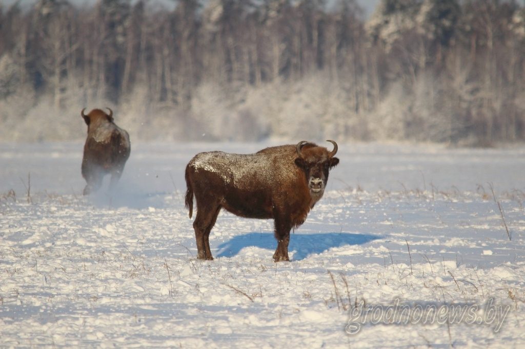 Паставяць нарады і абмяжуюць хуткасць: як будуць змагацца з зубрамі на дарогах