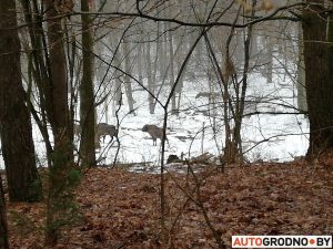 Траса стала лабірынтам для жывёл? На абноўленай М6 зноў збілі лася Траса стала лабірынтам для жывёл? На абноўленай М6 зноў збілі лася