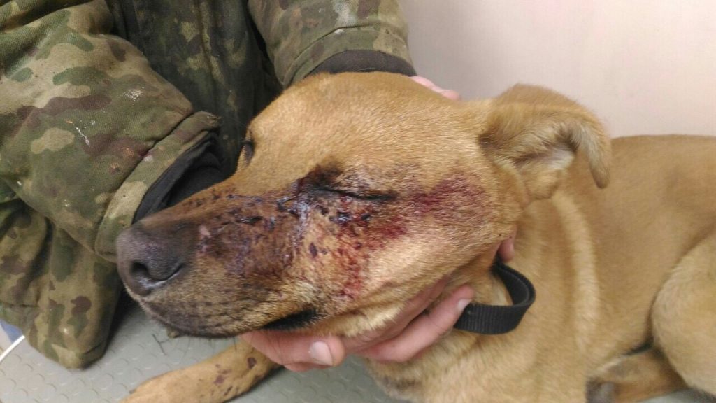 Ударылі сякерай і цэглай: на выходных у Гродне пацярпелі сабакі