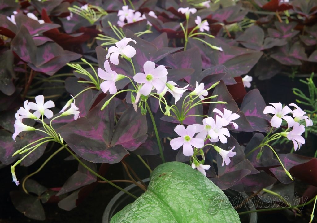 600 тысяч кветак высадзяць у Гродне гэтай вясной