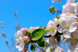 22 мільёны прыліпалаў – гэта толькі пачатак. На Беларусь ідзе новая хваля бонсцікаў