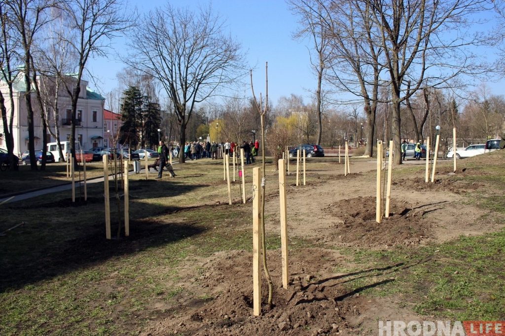 У цэнтры Гродна заклалі новы сквер з 30 клёнаў