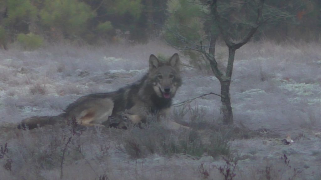 Маладая Лу́на Палесся: беларусы выбралі імя для ваўчыцы