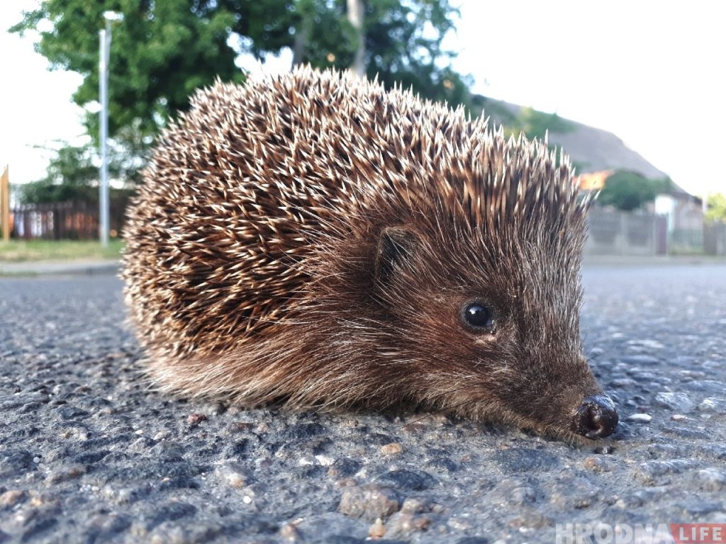 Асцярожна вожыкі! У Гродне нашэсце калючых жывёл