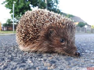 Відэа: у Гродне да людзей выйшла лісяня