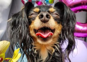 «Ён у мяне будучы бізнесмен». Навошта гродзенцы ствараюць Instagram сваім жывёлам «Ён у мяне будучы бізнесмен». Навошта гродзенцы ствараюць Instagram сваім жывёлам