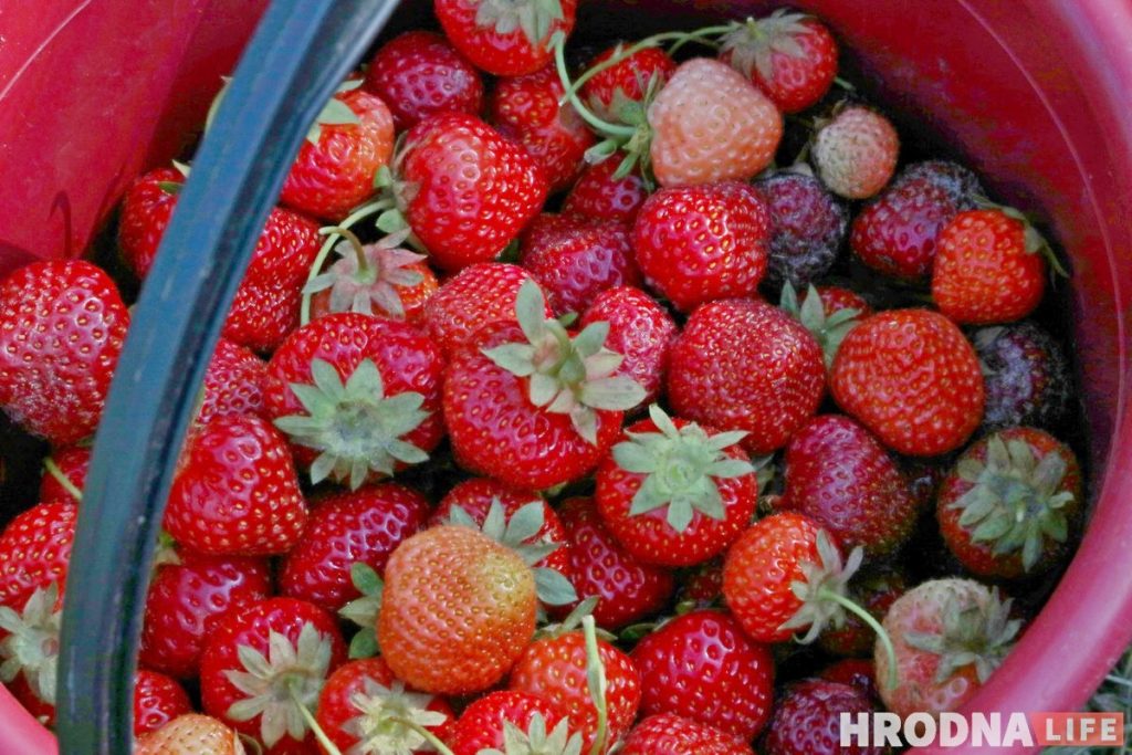 Гарачая клубнічка і чорная пятніца. Колькі насамрэч каштуе беларуская ягада