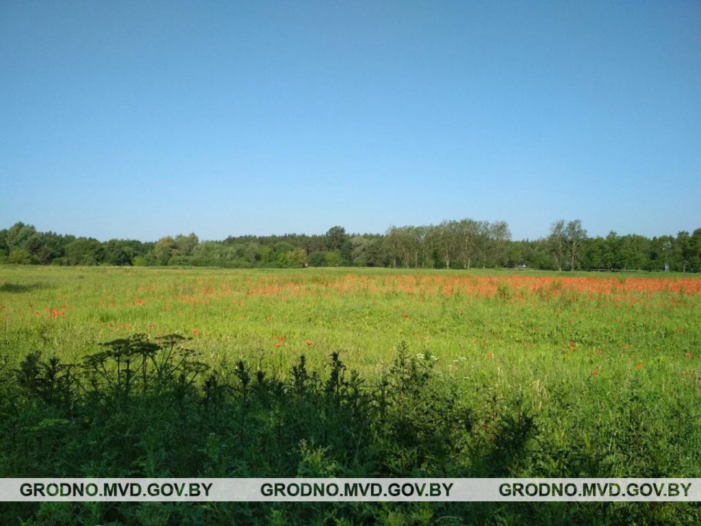 Гродзенская міліцыя знішчыла на адным полі амаль дзве тоны маку Гродзенская міліцыя знішчыла на адным полі амаль дзве тоны маку