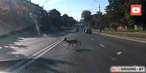 Траса стала лабірынтам для жывёл? На абноўленай М6 зноў збілі лася Траса стала лабірынтам для жывёл? На абноўленай М6 зноў збілі лася