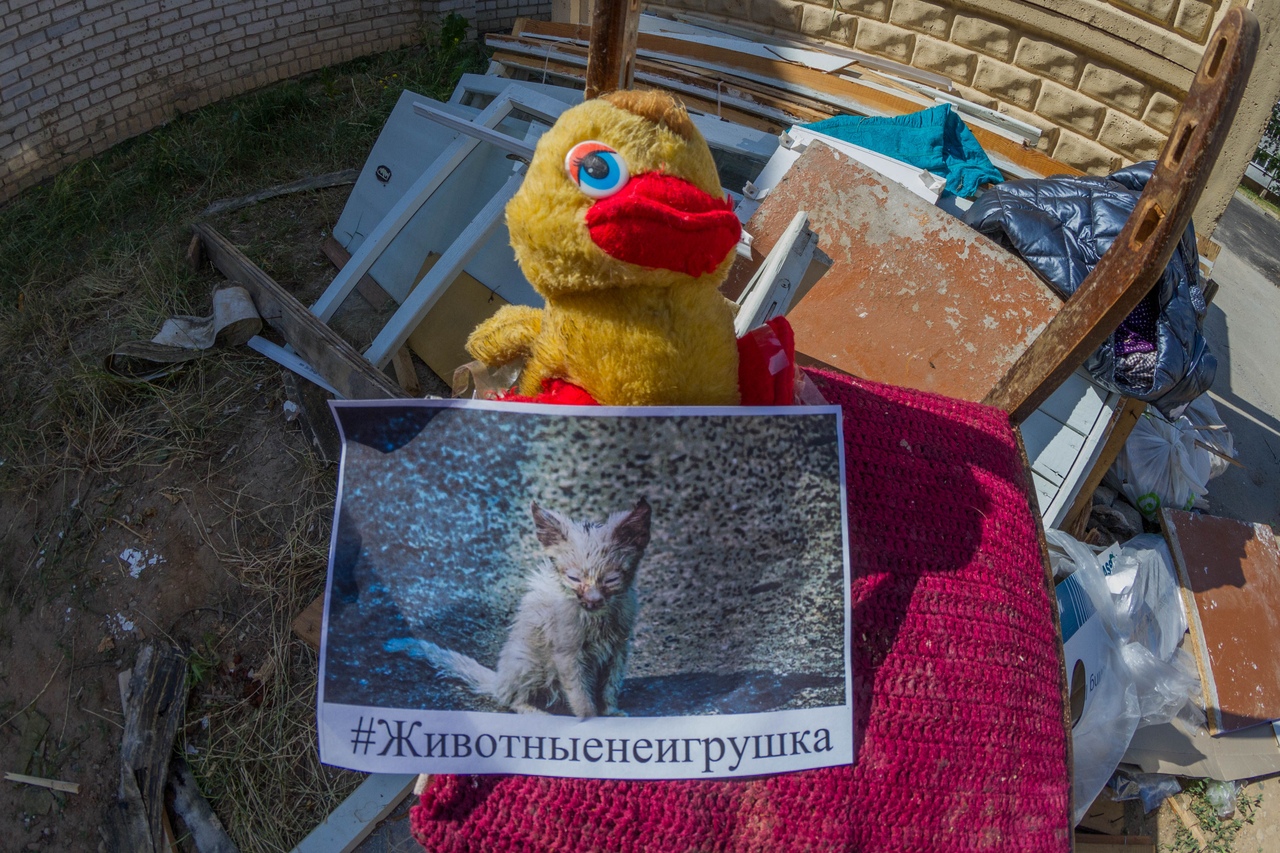 В Гродно выкидывают на мусорки плюшевые игрушки, чтобы поддержать бездомных животных