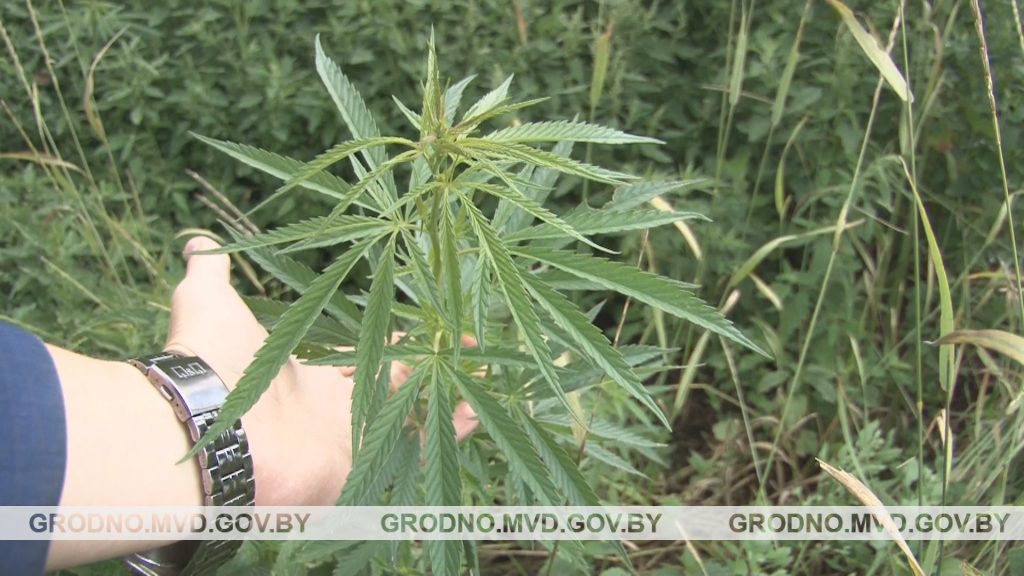 Пад Гродна знішчылі канаплянае поле Пад Гродна знішчылі канаплянае поле