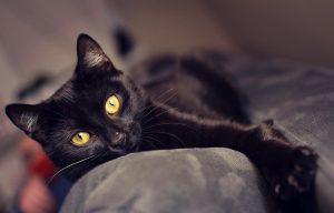 У Гродне старога каня прадаюць на мяса. Як можна дапамагчы жывёлам-пенсіянерам?