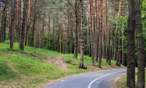 У Гродзенскай вобласці ад укусаў кляшчоў пацярпела 200 чалавек