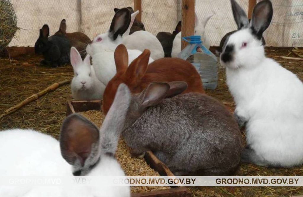 У Смаргонскім раёне сусед скраў у мясцовага жыхара дзесяць трусаў