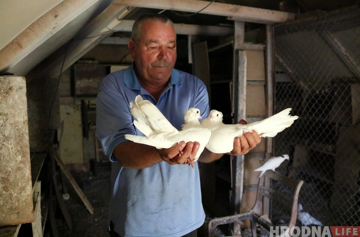 Гродненец 50 лет разводит голубей: «Раньше было модно, сейчас - занятие для души»