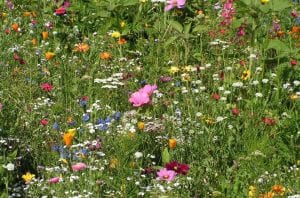 Хочаш каб у Гродне з'явіліся газоны-кветнікі? Падтрымай петыцыю! Хочаш каб у Гродне з'явіліся газоны-кветнікі? Падтрымай петыцыю!