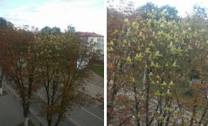 Глядзіце, які град выпаў у Ашмянах. Ён пабіў машыны