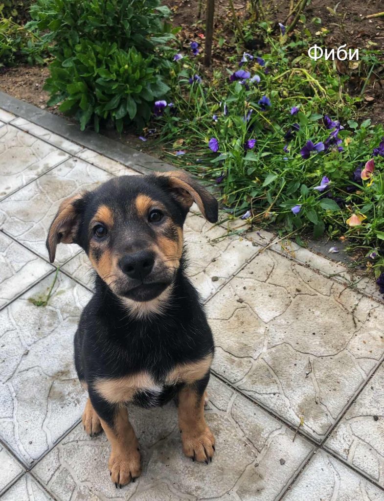 Жывёлы шукаюць дом: шчанюкі, сабакі і коткі, якія чакаюць менавіта цябе Жывёлы шукаюць дом: шчанюкі, сабакі і коткі, якія чакаюць менавіта цябе